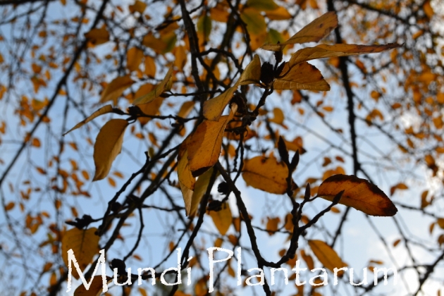 Nothofagus alessandrii Mundi Plantarum